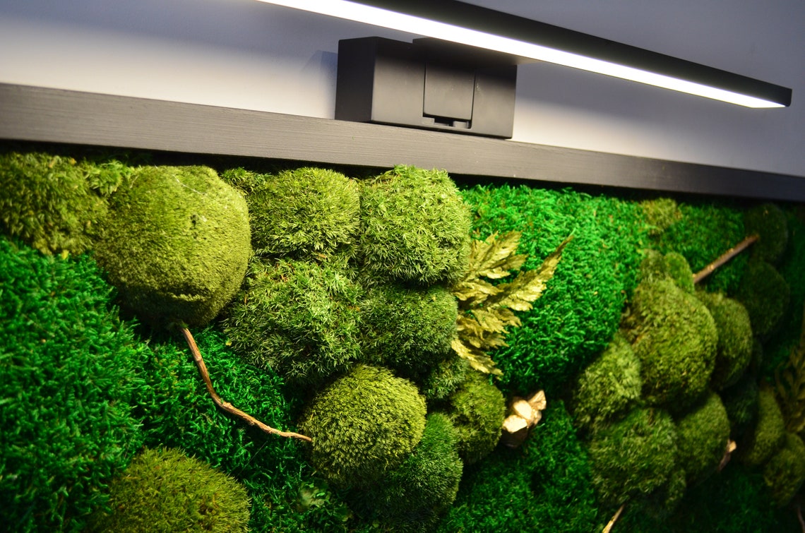 Moss Led Edge Gold Edition + Led Lamp Art: Wall Decoration With Moss + LED Lamp ...