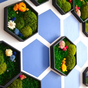 May include: A wall decorated with hexagonal frames containing preserved moss and dried flowers. The frames are black and the wall is painted in a light blue and white pattern.