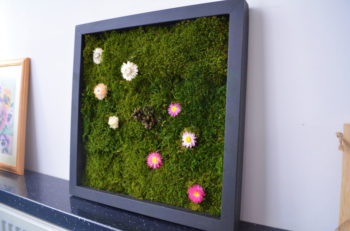 Moss Frames Moss Wall 40x40 Moss Wall Art Real Moss - Etsy