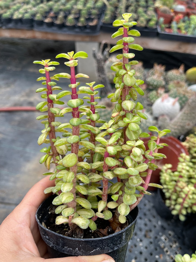 Portulacaria Afra Medio-picta Bush - Thumbnail 2