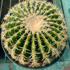 Echinocactus grusonii brevispinus
