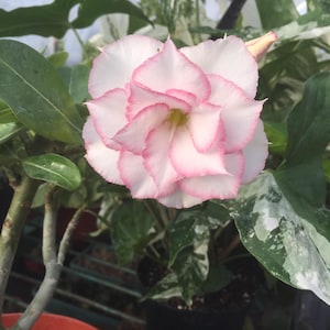 Desert Rose