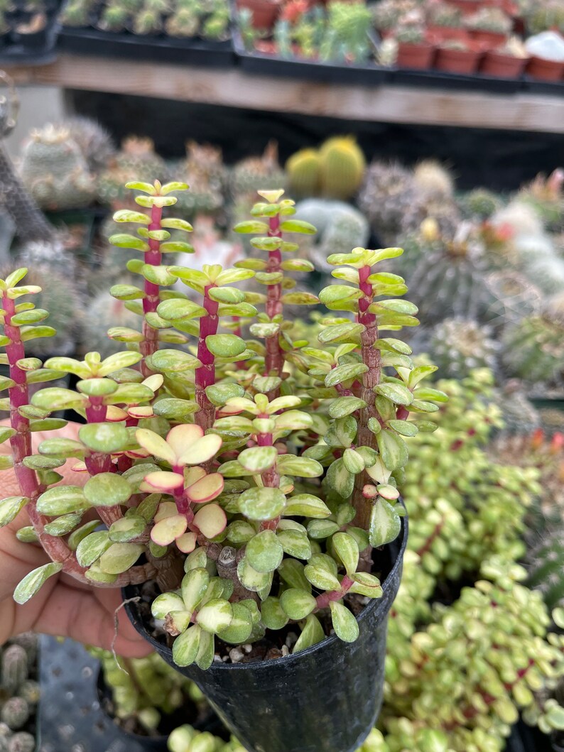 Portulacaria Afra Medio-picta Bush - Thumbnail 3