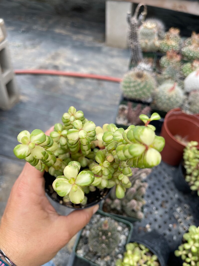 Portulacaria Afra Medio-picta Bush - Thumbnail 4