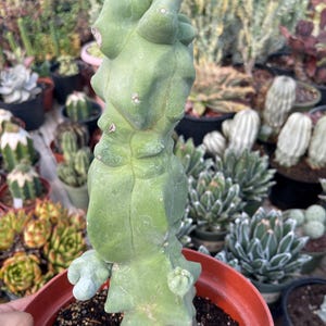 May include: A light green, tall, columnar cactus with a bumpy, irregular, and undulating surface texture. The plant is potted in a round, terracotta-colored plastic container filled with dark potting soil, showing distinct vertical ridges.