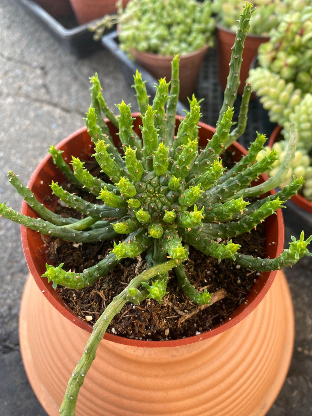 Medusa Succulent Plant - Etsy