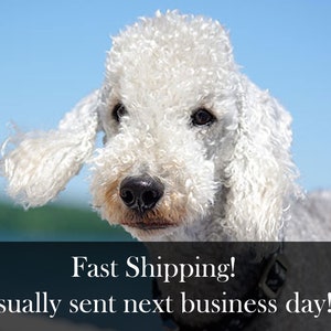 May include: A white Bedlington Terrier dog with a fluffy coat and a black collar. The dog is looking at the camera with a curious expression.