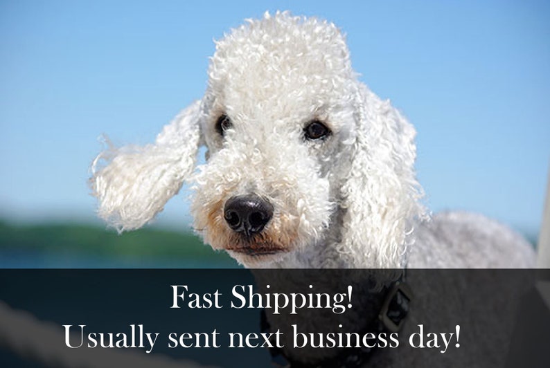 May include: A white Bedlington Terrier dog with a fluffy coat and a black collar. The dog is looking at the camera with a curious expression.