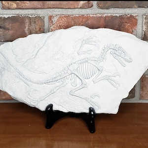Dino Fossil | Baby Velociraptor | Stone Concrete w/ Display