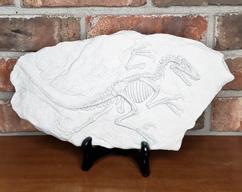 Dino Fossil / Baby Velociraptor / Stone Concrete con pantalla