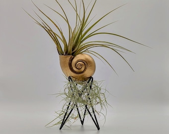May include: A gold seashell planter with a small air plant growing inside. The planter is on a black metal stand with three legs.