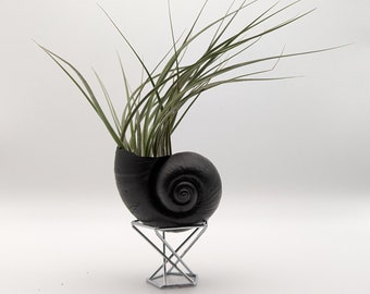 NEW for 2022! Hand-picked LARGE BLACK apple snail shell and Air Plant on Silver Geometric Metal Stand