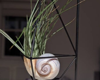 May include: A black metal geometric planter with a seashell base holds a green air plant. The planter has a triangular base and a geometric design.