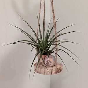 May include: A small air plant in a seashell planter hangs from a macrame rope. The planter is made of wood and has a natural finish.