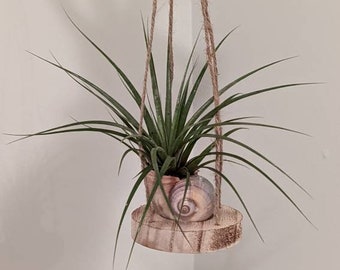 May include: A small air plant in a seashell planter hangs from a macrame rope. The planter is made of wood and has a natural finish.