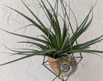 May include: A green air plant in a seashell planter hanging from a geometric metal frame. The frame is suspended from a silver chain.