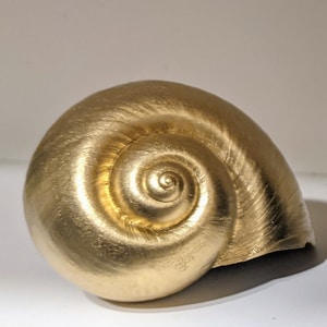 GOLD*** Giant Apple Snail Shells For Crafting, Craft Shells, Craft Snail Shell, Shells For Wedding, Shells For Decoration
