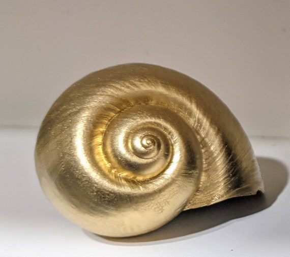 GOLD Giant Apple Snail Shells for Crafting, Craft Shells, Craft
