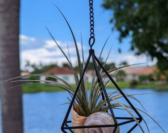 May include: A black metal geometric planter with a seashell and air plant hanging from a black chain. The planter is suspended in front of a green grassy area and a body of water.