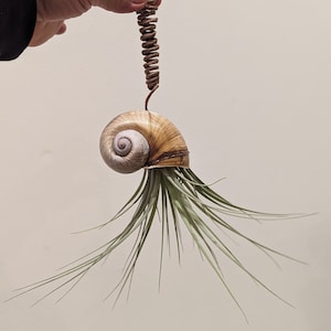 NEW FOR 2024 - Hand-picked LARGE Apple Snail Shell with Big Air Plant Upside Down with Vine Wrapped Rustic Wire