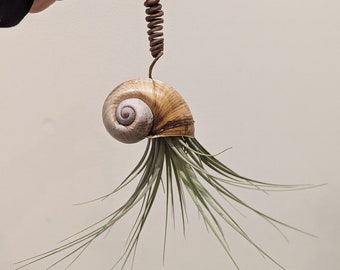 May include: A seashell planter with a brown and white shell and a green air plant growing out of it. The planter is hanging from a brown wire.