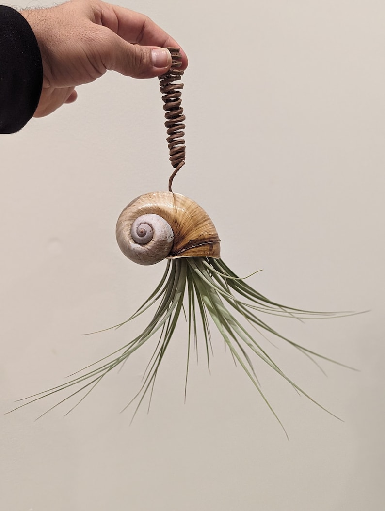 NEW FOR 2024 Hand-picked LARGE Apple Snail Shell with Big Air Plant Upside Down with Vine Wrapped Rustic Wire image 1