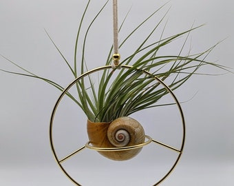 May include: A gold metal hanging planter with a circular frame and a seashell holding a green air plant. The planter is suspended from a white cord.