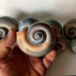 May include: A collection of smooth, spiral-shaped sea shells featuring a gradient of colors ranging from deep charcoal gray at the center to a warm, light tan and cream hue along the outer edges, with a polished, glossy finish.