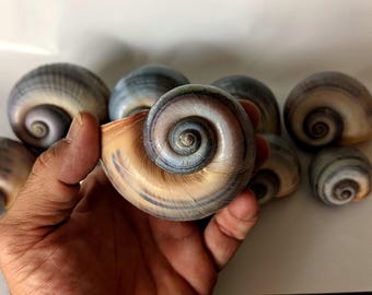 May include: A collection of smooth, spiral-shaped sea shells featuring a gradient of colors ranging from deep charcoal gray at the center to a warm, light tan and cream hue along the outer edges, with a polished, glossy finish.