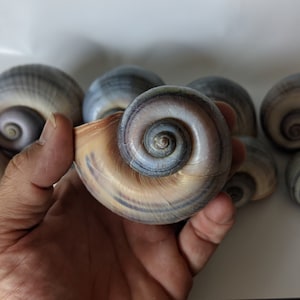 Conchiglie di mela gigante per l’artigianato, conchiglie artigianali, gusci di lumaca artigianali, conchiglie per matrimoni, conchiglie per decorazione