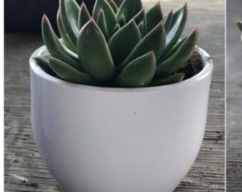 White & Green Flower Pot,  Painted Terra Cotta Container , Indoor Pot for Plants, Home Gift For Her/Him.