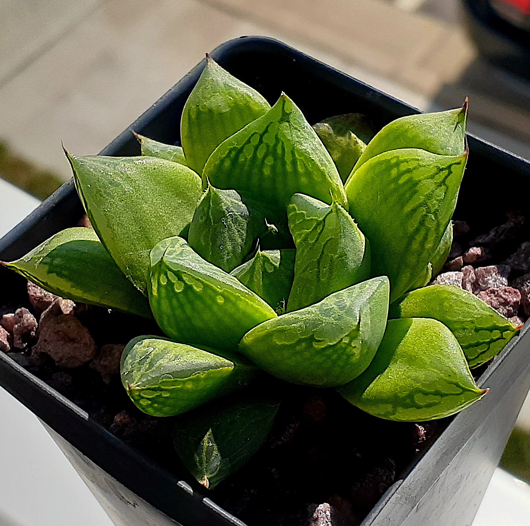 Haworthia cuspidata live established succulent plant Etsy