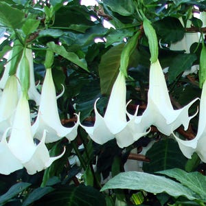 Angel&#39;s Trumpet