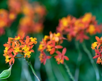 Epidendrum radicans is a species of orchid, Printable Wall Art, Digital Download