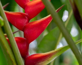 Heliconia Bihai, Lobster claws, Printable Wall Art, Digital Download