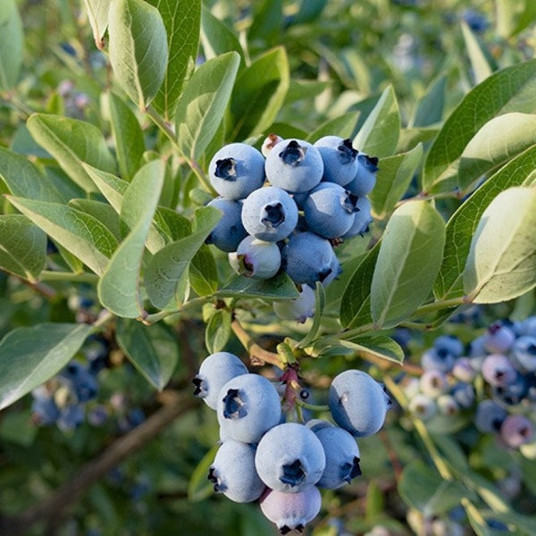 Razz 3-Year-Old Blueberry Plant