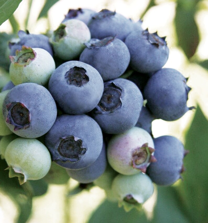 Suziblue Southern Highbush Blueberry Plant Etsy