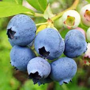 Jubilee Blueberry Plant