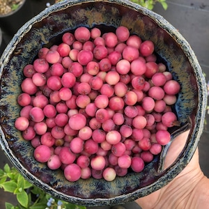 2-Year-Old Pink Lemonade Blueberry Plant