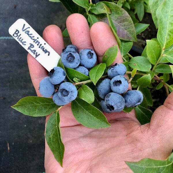 Blueray 3-Year-Old Blueberry Plant