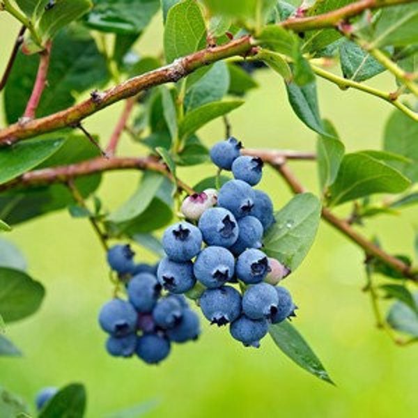 Bluejay 3-Year-Old Blueberry Plant