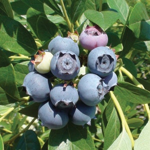 Star Blueberry Plant