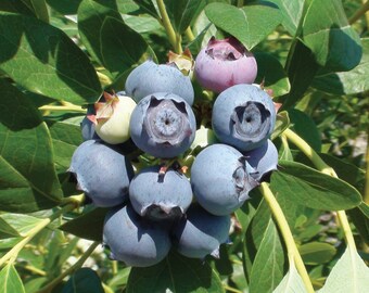 Star Blueberry Plant