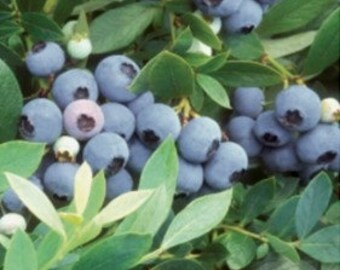 Sunshine Blue Blueberry Plant