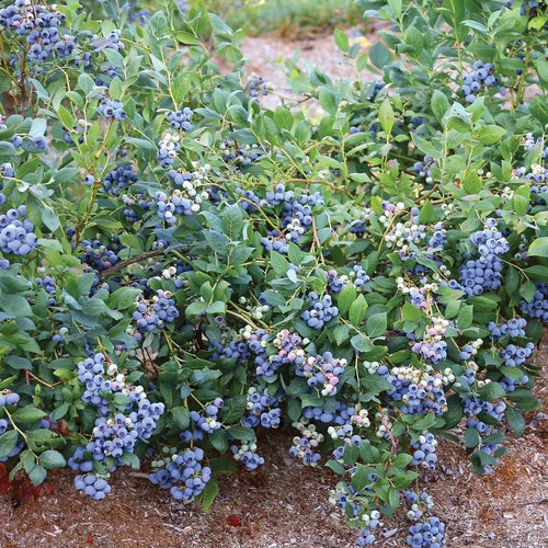 Razz 3yearold Blueberry Plant Etsy