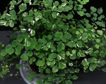 Josefia Intricata/aridarum Perisai - Etsy