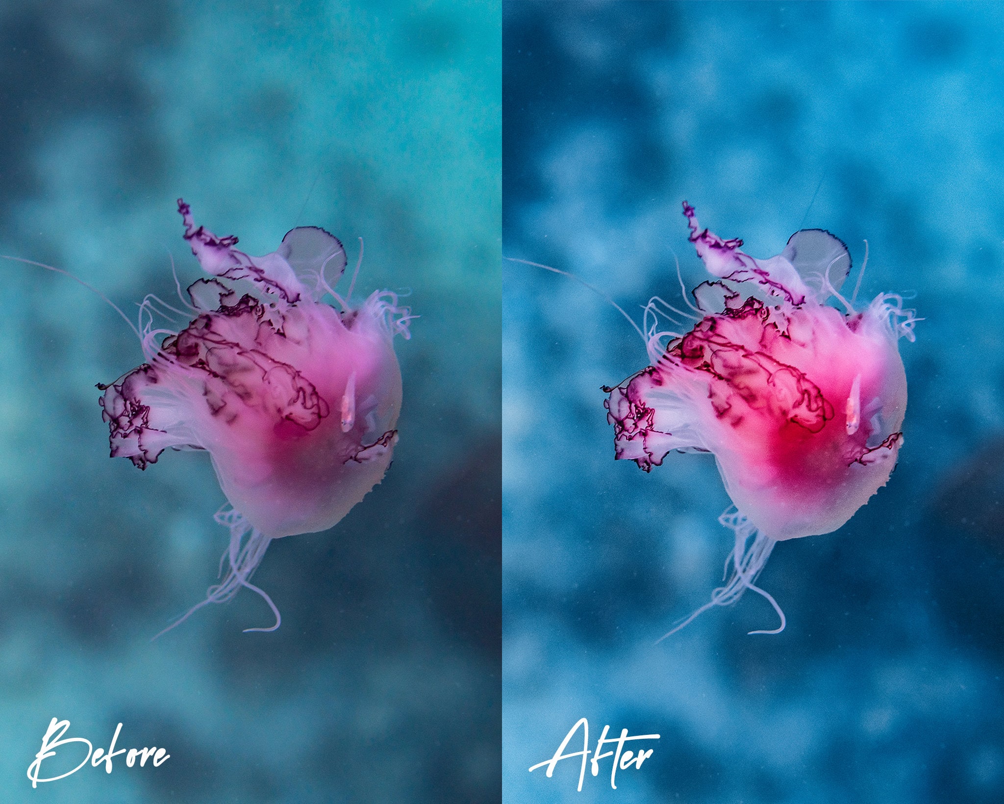 10 Underwater Diving Lightroom Presets for Mobile & Desktop Etsy