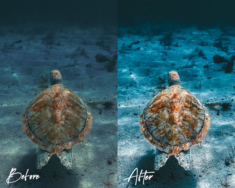 8 Underwater Photography Lightroom Presets for Mobile & Etsy