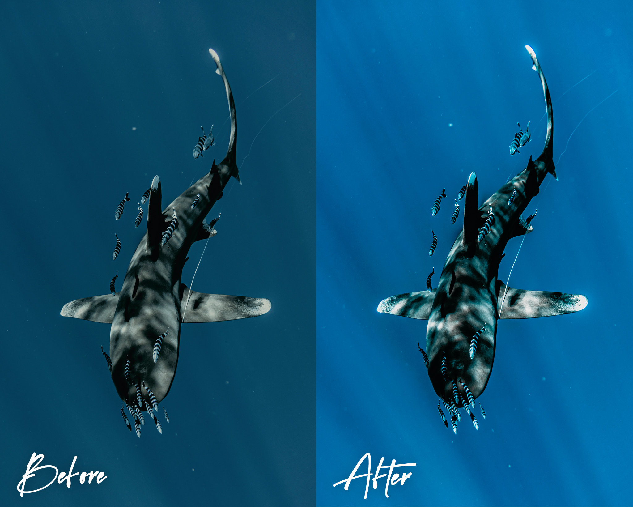 10 Underwater Diving Lightroom Presets for Mobile & Desktop Etsy