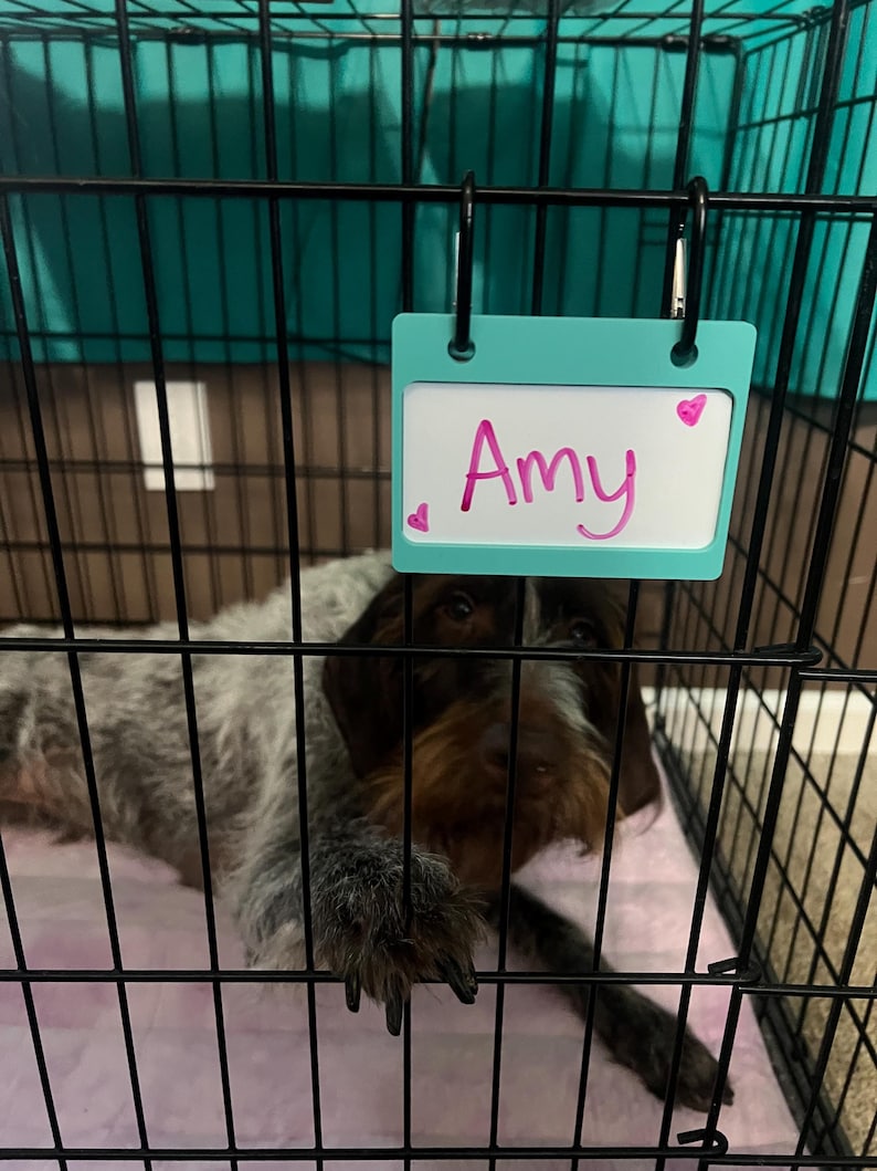 May include: A brown and gray dog with a white chest is lying in a black metal dog crate. A turquoise name tag with the name "Amy" written in pink marker is hanging on the crate.